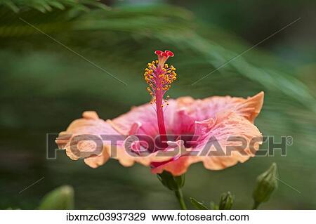 Stock Photo - "Hibiscus flower (Hibiscus), Bavaria, Germany, Europe". Fotosearch
