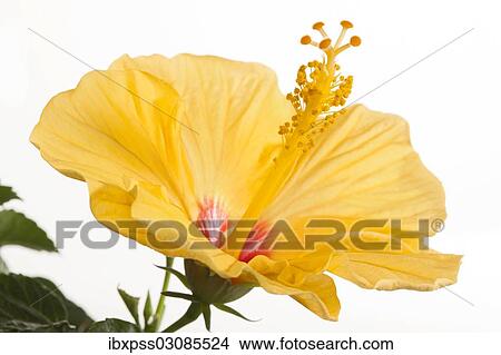"Hibiscus flower (Hibiscus), Germany, Europe" View Large Photo Image Picture - "Hibiscus flower (Hibiscus), Germany, Europe". Fotosearch