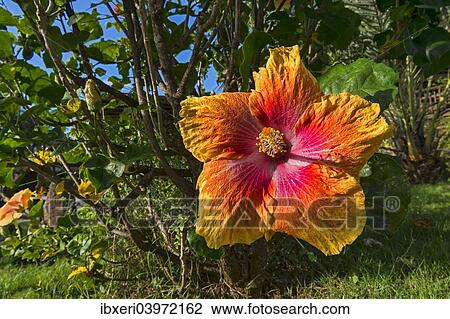 "Hibiscus flower, Mo'orea, French Polynesia, Oceania" View Large Photo Image Stock Image - "Hibiscus flower, Mo'orea, French Polynesia, Oceania". Fotosearch