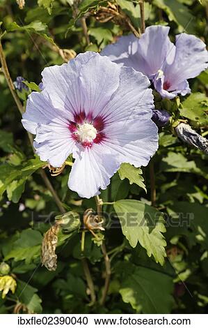 "Hibiscus (Hibiscus), hybrid, """"Violet Clair Double"""", purple" View Large Photo Image Stock Image - "Hibiscus (Hibiscus), hybrid, """"Violet Clair Double"""", purple". Fotosearch