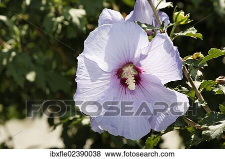 Stock Photo - "Hibiscus (Hibiscus), hybrid, """"Violet Clair Double"""", purple". Fotosearch
