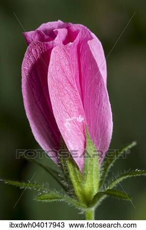 "Hibiscus (Hibiscus pedunculatus), native to South Africa and Mozambique" View Large Photo Image Stock Image - "Hibiscus (Hibiscus pedunculatus), native to South Africa and Mozambique". Fotosearch