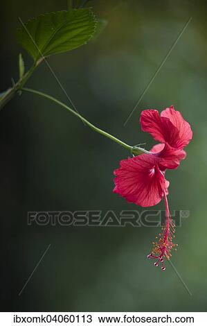 "Hibiscus (Hibiscus), red flower, South India, India, Asia" View Large Photo Image Stock Image - "Hibiscus (Hibiscus), red flower, South India, India, Asia". Fotosearch