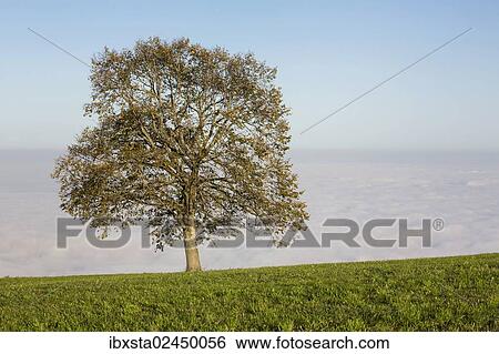 "High fog with autumnal tree at Rorschacherberg, Lake Constance, Switzerland, Europe" View Large Photo Image Stock Photograph - "High fog with autumnal tree at Rorschacherberg, Lake Constance, Switzerland, Europe". Fotosearch