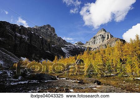 Stock Photography - "Hike from Moraine Lake to Larch Valley, Eiffel Peak and Wastach Mountain rising behind yellow coloured larch trees, Banff National Park, Alberta, Canada, North America". Fotosearch