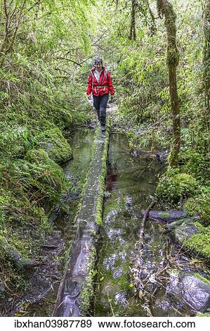 "Hike to the Ventisquero Yelcho glacier through the cold rain forest, Chaiten, Los Lagos Region, Chile, South America" View Large Photo Image Stock Photo - "Hike to the Ventisquero Yelcho glacier through the cold rain forest, Chaiten, Los Lagos Region, Chile, South America". Fotosearch