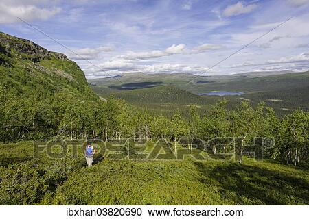 "Hiker ascending via a narrow path from the forest border into the Fjell, Norrbotten County, Sweden, Europe" View Large Photo Image Stock Image - "Hiker ascending via a narrow path from the forest border into the Fjell, Norrbotten County, Sweden, Europe". Fotosearch