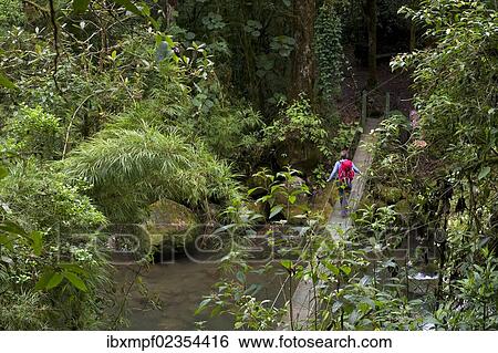 "Hiker crossing a suspension bridge, San Gerardo de Dota, Province of San Jose, Costa Rica, Central America, North America" View Large Photo Image Stock Photograph - "Hiker crossing a suspension bridge, San Gerardo de Dota, Province of San Jose, Costa Rica, Central America, North America". Fotosearch
