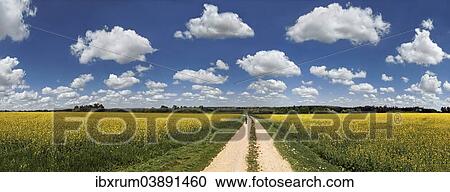"Hiker on a dirt track, bright rape fields and white clouds against a blue sky, near Erkertshofen, Titting, Altmuhltal Nature Park, Bavaria, Germany, Europe" View Large Photo Image Stock Image - "Hiker on a dirt track, bright rape fields and white clouds against a blue sky, near Erkertshofen, Titting, Altmuhltal Nature Park, Bavaria, Germany, Europe". Fotosearch