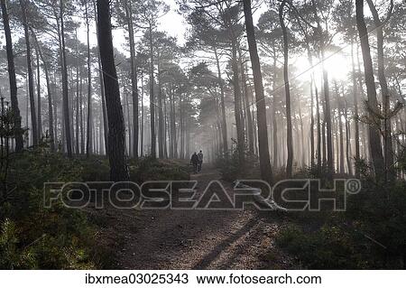 "Hikers in a misty autumn forest with oak trees and pines, Weinbiet, Neustadt an der Weinstrasse, Baden-Wurttemberg, Germany, Europe" View Large Photo Image Stock Image - "Hikers in a misty autumn forest with oak trees and pines, Weinbiet, Neustadt an der Weinstrasse, Baden-Wurttemberg, Germany, Europe". Fotosearch