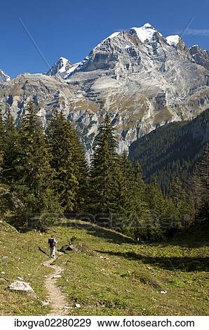 "Hikers on a trail, summit of Mt Jungfrau at back, Muerren, Bernese Oberland, Switzerland, Europe" View Large Photo Image Stock Photo - "Hikers on a trail, summit of Mt Jungfrau at back, Muerren, Bernese Oberland, Switzerland, Europe". Fotosearch