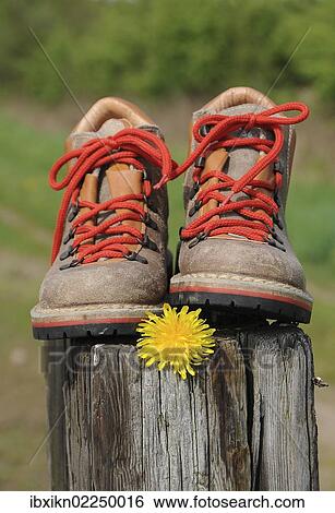 Stock Photograph - Hiking boots with a dandelion flower on a pole. Fotosearch
