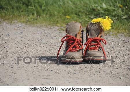 Hiking boots with dandelion flowers on a path View Large Photo Image Stock Image - Hiking boots with dandelion flowers on a path. Fotosearch