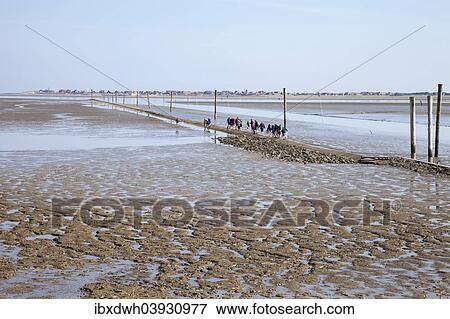 "Hiking group in the wadden sea, behind Baltrum island, Lower Saxon Wadden Sea National Park, UNESCO World Heritage Site, Nessmersiel, Dornum, East Frisia, Lower Saxony, Germany, Europe" View Large Photo Image Stock Photo - "Hiking group in the wadden sea, behind Baltrum island, Lower Saxon Wadden Sea National Park, UNESCO World Heritage Site, Nessmersiel, Dornum, East Frisia, Lower Saxony, Germany, Europe". Fotosearch