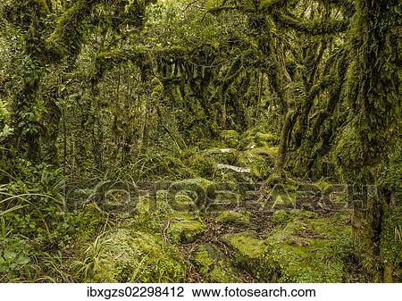 "Hiking in the rainforest Mt Taranaki and Egmont National Park, North Island, New Zealand, Oceania" View Large Photo Image Stock Image - "Hiking in the rainforest Mt Taranaki and Egmont National Park, North Island, New Zealand, Oceania". Fotosearch