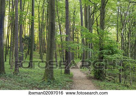 "Hiking path in the Pfarrwald forest near Egloffstein, Little Switzerland, Upper Franconia, Franconia, Bavaria, Germany, Europe" View Large Photo Image Stock Photograph - "Hiking path in the Pfarrwald forest near Egloffstein, Little Switzerland, Upper Franconia, Franconia, Bavaria, Germany, Europe". Fotosearch