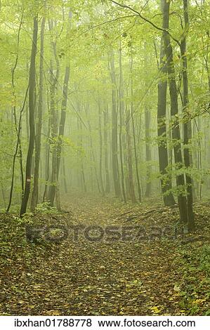 "Hiking trail and deciduous forest in fog, Arnstein, Lower Austria, Austria, Europe" View Large Photo Image Stock Photo - "Hiking trail and deciduous forest in fog, Arnstein, Lower Austria, Austria, Europe". Fotosearch