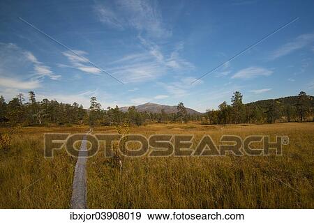 "Hiking trail, Anderdalen National Park, Senja, Norway, Europe" View Large Photo Image Stock Photo - "Hiking trail, Anderdalen National Park, Senja, Norway, Europe". Fotosearch