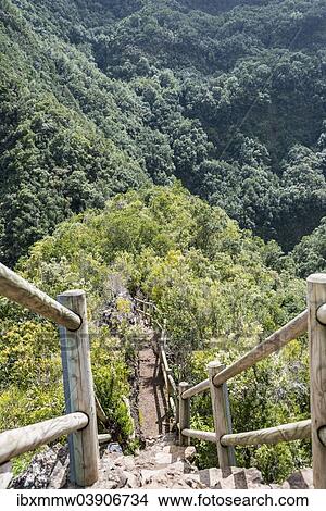 "Hiking trail, Barranco del Agua canyon, Laurel Forest of Los Tilos, La Palma, Canary Islands, Spain, Europe" View Large Photo Image Picture - "Hiking trail, Barranco del Agua canyon, Laurel Forest of Los Tilos, La Palma, Canary Islands, Spain, Europe". Fotosearch