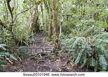 Stock Photograph - "Hiking trail in dense tropical rain forest, Foret de Belouve, Reunion National Park, near Hell-Bourg, Reunion". Fotosearch