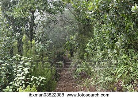 "Hiking trail in Los Tilos Biosphere Reserve laurel forest near Los Sauces, La Palma, Canary Islands, Spain, Europe" View Large Photo Image Stock Photo - "Hiking trail in Los Tilos Biosphere Reserve laurel forest near Los Sauces, La Palma, Canary Islands, Spain, Europe". Fotosearch