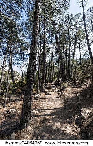 "Hiking trail in pine forest, Alta Rocca, Corsica, France, Europe" View Large Photo Image Stock Photo - "Hiking trail in pine forest, Alta Rocca, Corsica, France, Europe". Fotosearch