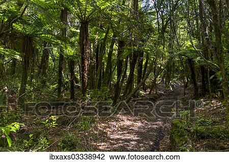 Stock Image - "Hiking trail in the jungle, Egmont National Park, Taranaki Region, New Zealand, Oceania". Fotosearch