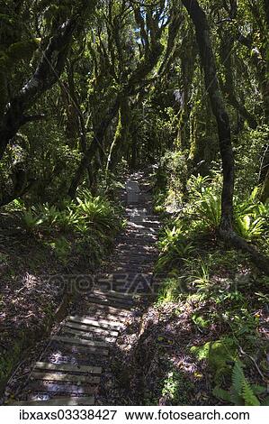 Stock Photo - "Hiking trail in the jungle, Egmont National Park, Taranaki Region, New Zealand, Oceania". Fotosearch