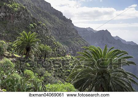 "Hiking trail, Lomo del Carreton, near Arure, Valle Gran Rey, La Gomera, Canary Islands, Spain, Europe" View Large Photo Image Stock Image - "Hiking trail, Lomo del Carreton, near Arure, Valle Gran Rey, La Gomera, Canary Islands, Spain, Europe". Fotosearch