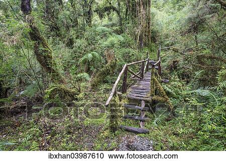Stock Image - "Hiking trail through the cold rain forest to the Cascadas Bajas, Pumalin Park, Chaiten, Los Lagos Region, Chile, South America". Fotosearch