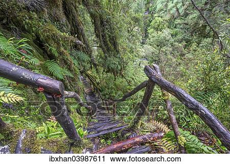 "Hiking trail through the cold rain forest to the Cascadas Bajas, Pumalin Park, Chaiten, Los Lagos Region, Chile, South America" View Large Photo Image Stock Image - "Hiking trail through the cold rain forest to the Cascadas Bajas, Pumalin Park, Chaiten, Los Lagos Region, Chile, South America". Fotosearch