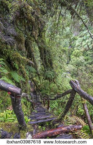 Stock Photo - "Hiking trail through the cold rain forest to the Cascadas Bajas, Pumalin Park, Chaiten, Los Lagos Region, Chile, South America". Fotosearch