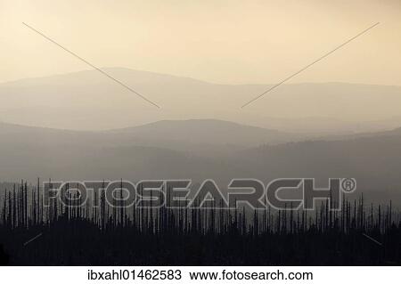 "Hill in backlight on Mt. Lusen, Nationalpark Bayrischer Wald National Park Bavarian Forest, Bavaria, Germany, Europe" View Large Photo Image Stock Image - "Hill in backlight on Mt. Lusen, Nationalpark Bayrischer Wald National Park Bavarian Forest, Bavaria, Germany, Europe". Fotosearch