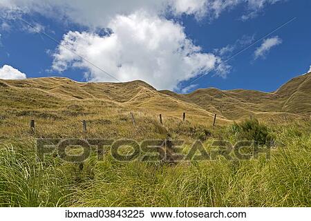 "Hills near Mahia, Mahia Peninsula, Hawkes Bay Region, North Island, New Zealand, Oceania" View Large Photo Image Stock Photography - "Hills near Mahia, Mahia Peninsula, Hawkes Bay Region, North Island, New Zealand, Oceania". Fotosearch
