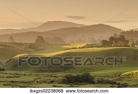Stock Photo - "Hilly landscape at the Catlins, South Island, New Zealand, Oceania". Fotosearch