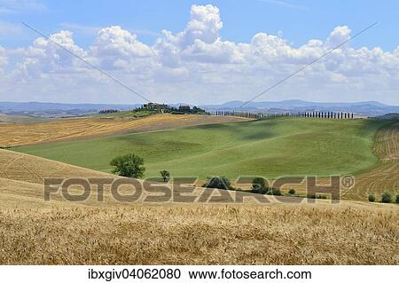 "Hilly landscape with cornfields and a farm, near Murlo, Province of Siena, Tuscany, Italy, Europe" View Large Photo Image Stock Image - "Hilly landscape with cornfields and a farm, near Murlo, Province of Siena, Tuscany, Italy, Europe". Fotosearch