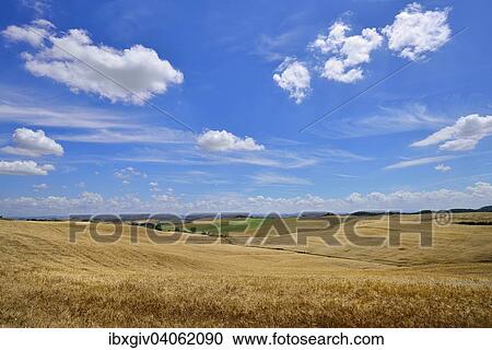"Hilly landscape with cornfields and white clouds in the sky, near Murlo, Province of Siena, Tuscany, Italy, Europe" View Large Photo Image Stock Image - "Hilly landscape with cornfields and white clouds in the sky, near Murlo, Province of Siena, Tuscany, Italy, Europe". Fotosearch