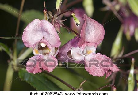 Stock Image - "Himalayan Balsam (Impatiens glandulifera), single flower, Untergroeningen, Baden-Wuerttemberg, Germany, Europe". Fotosearch