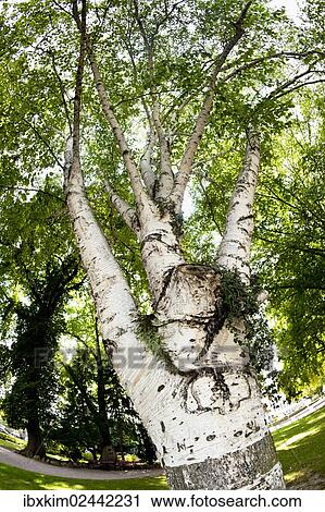 Himalayan Birch (Betula utilis) View Large Photo Image Stock Image - Himalayan Birch (Betula utilis). Fotosearch