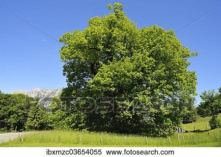 "Hindenburg-Linde"""", lime tree, 1100 years, Large-leaved Lime (Tilia platyphyllos), height 30m, girth 11. 5m, Ramsau bei Berchtesgaden, Berchtesgadener Land District, Upper Bavaria, Bavaria, Germany, Europe" View Large Photo Image Stock Photography - "Hindenburg-Linde"""", lime tree, 1100 years, Large-leaved Lime (Tilia platyphyllos), height 30m, girth 11. 5m, Ramsau bei Berchtesgaden, Berchtesgadener Land District, Upper Bavaria, Bavaria, Germany, Europe". Fotosearch