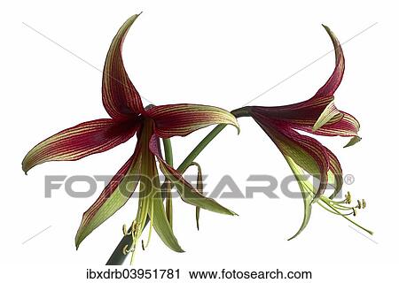 "Hippeastrum cybister (Hippeastrum cybister), from Bolivia" View Large Photo Image Stock Image - "Hippeastrum cybister (Hippeastrum cybister), from Bolivia". Fotosearch