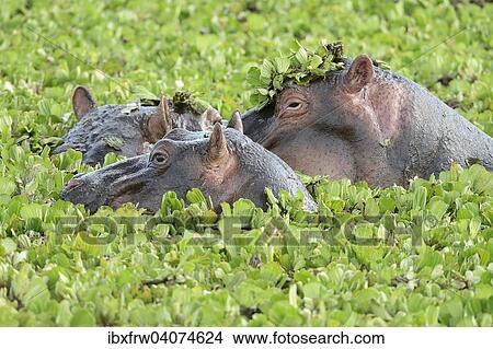 "Hippopotamus (Hippopotamus amphibicus) group in stagnant waters with aquatic plants, close up, aquatic plants on the head, Maasai Mara National Reserve, National Reserve, Kenya, Africa" View Large Photo Image Picture - "Hippopotamus (Hippopotamus amphibicus) group in stagnant waters with aquatic plants, close up, aquatic plants on the head, Maasai Mara National Reserve, National Reserve, Kenya, Africa". Fotosearch