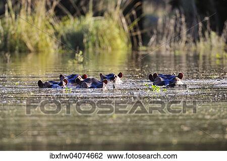 "Hippopotamus (Hippopotamus amphibicus) group in water, backlit, tributary of the Zambezi Lower Zambezi National Park, Zambia, Africa" View Large Photo Image Stock Image - "Hippopotamus (Hippopotamus amphibicus) group in water, backlit, tributary of the Zambezi Lower Zambezi National Park, Zambia, Africa". Fotosearch