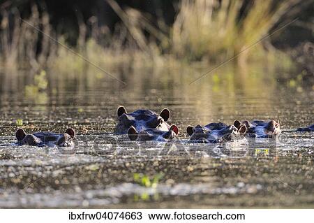 "Hippopotamus (Hippopotamus amphibicus) group in water, backlit, tributary of the Zambezi Lower Zambezi National Park, Zambia, Africa" View Large Photo Image Stock Image - "Hippopotamus (Hippopotamus amphibicus) group in water, backlit, tributary of the Zambezi Lower Zambezi National Park, Zambia, Africa". Fotosearch