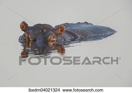 "Hippopotamus (Hippopotamus amphibius), Mkuze Game Reserve, KwaZulu-Natal, South Africa, Africa" View Large Photo Image Picture - "Hippopotamus (Hippopotamus amphibius), Mkuze Game Reserve, KwaZulu-Natal, South Africa, Africa". Fotosearch