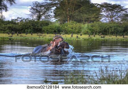 "Hippopotamus (Hippopotamus amphibius), Lake Naivasha, Kenya, East Africa, Africa, PublicGround, Africa" View Large Photo Image Picture - "Hippopotamus (Hippopotamus amphibius), Lake Naivasha, Kenya, East Africa, Africa, PublicGround, Africa". Fotosearch
