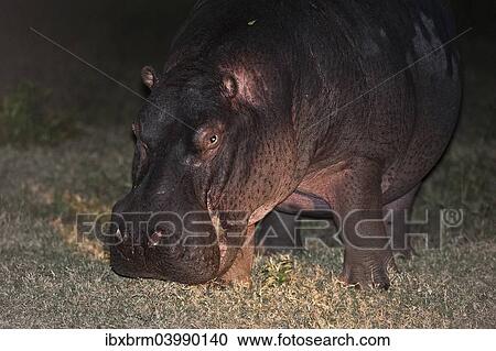 "Hippopotamus (Hippopotamus amphibius) grazing, nocturnal foraging, South Africa, Africa" View Large Photo Image Stock Image - "Hippopotamus (Hippopotamus amphibius) grazing, nocturnal foraging, South Africa, Africa". Fotosearch