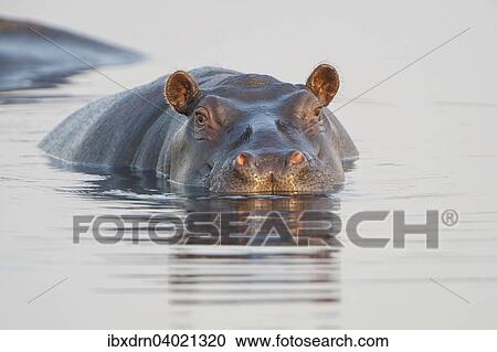 "Hippopotamus (Hippopotamus amphibius), Mkuze Game Reserve, KwaZulu-Natal, South Africa, Africa" View Large Photo Image Stock Image - "Hippopotamus (Hippopotamus amphibius), Mkuze Game Reserve, KwaZulu-Natal, South Africa, Africa". Fotosearch