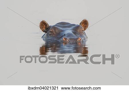Stock Image - "Hippopotamus (Hippopotamus amphibius), Mkuze Game Reserve, KwaZulu-Natal, South Africa, Africa". Fotosearch