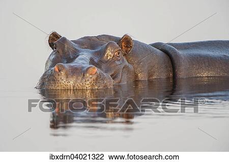 "Hippopotamus (Hippopotamus amphibius), Mkuze Game Reserve, KwaZulu-Natal, South Africa, Africa" View Large Photo Image Stock Image - "Hippopotamus (Hippopotamus amphibius), Mkuze Game Reserve, KwaZulu-Natal, South Africa, Africa". Fotosearch